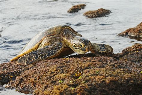 Hawaiian Green Sea Turtle Kona December 16th 2014 Flickr