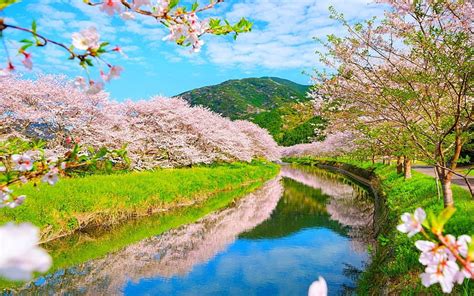 Spring River Hills Japan Bonito Spring Park Trees Cherry Blossom
