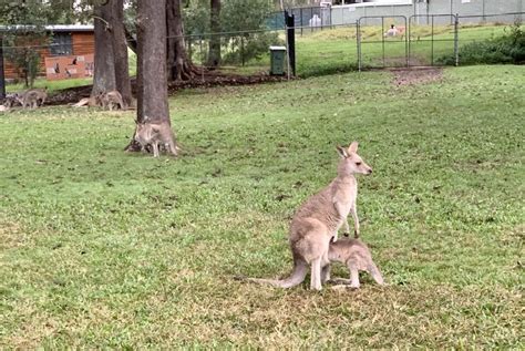 Feeding Kangaroos At Lone Pine Koala Sanctuary 2023 Review Guide