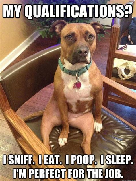 Animal Photos Whose Clever Captions Will Make You Laugh Animals Dogs