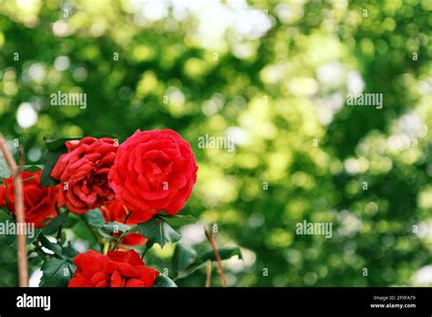 Beautiful Red Rose On Blurred Background Stock Photo Alamy