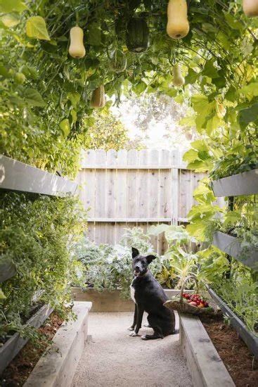 17 Fantastic Diy Squash Trellis Ideas Balcony Garden Web