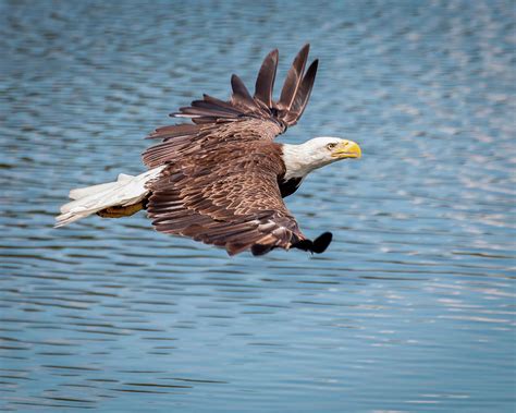 Bald Eagle Flying Over Water Photograph By Joe Myeress Fine Art America