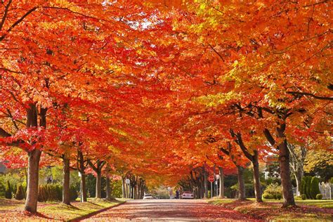 The international skating union published the list of entries on august 13, 2019. Vancouver | Fall colors
