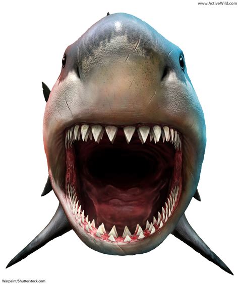 Megalodon Facts For Kids And Adults The Worlds Biggest Ever Shark