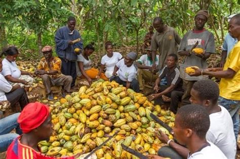 Cocoa Farmers Commend Government