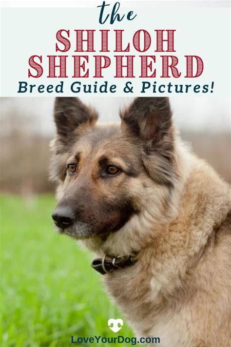 Shiloh Shepherd Dog Breed Information Facts Puppy Costs And More Video