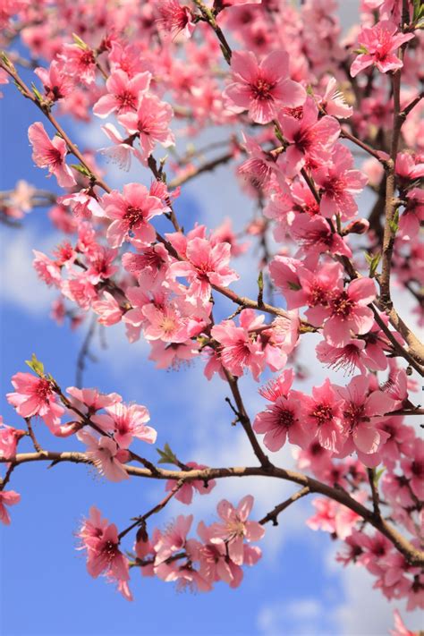 These stunning blooms often festoon the trees as spring arrives, getting everyone who sees them excited for the season to come. Peach Blossom Wallpapers - Top Free Peach Blossom ...