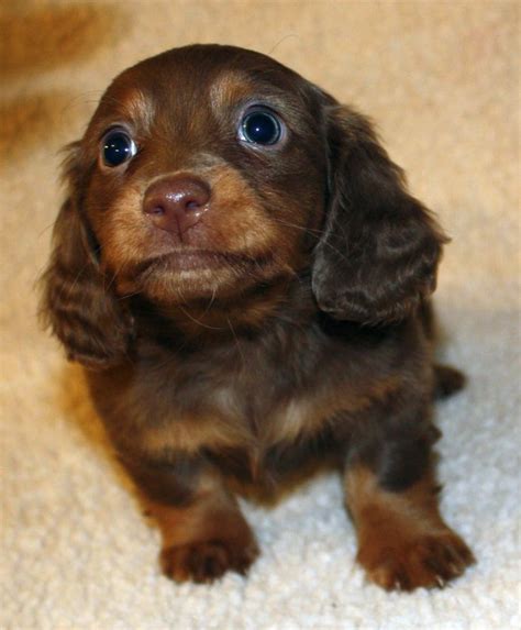 40 Best Images About Dachshund Miniature On Pinterest