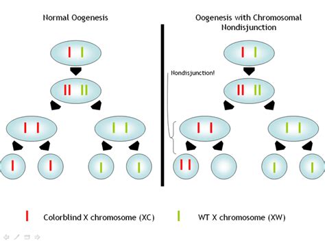 Syndrome De Klinefelter Symptômes Diagnostic Traitement