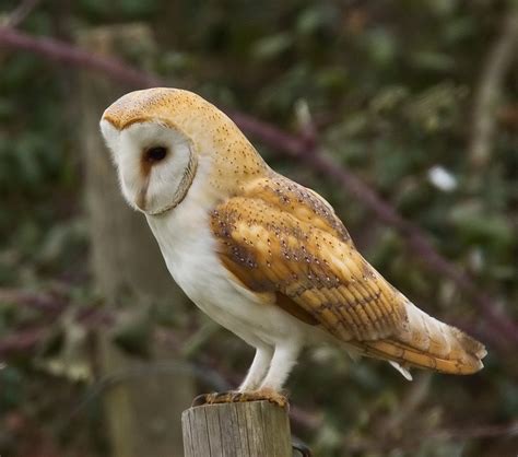 A barn owl its like the size of a baby. Barn Owl | The Parody Wiki | FANDOM powered by Wikia