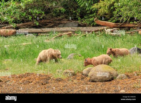 Grizzly Bears In Knight Inlet British Columbia Stock Photo Alamy