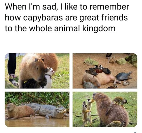 They Are Friend Shaped Rwholesomememes Wholesome Memes Know Your Meme