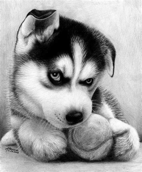 Awesome Husky Drawing Pencil Drawings Of Animals Realistic Animal