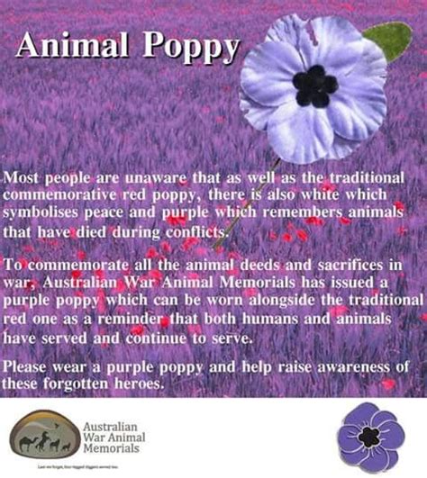 The Animal Or Purple Poppy To Commemorate All The Animal Deeds