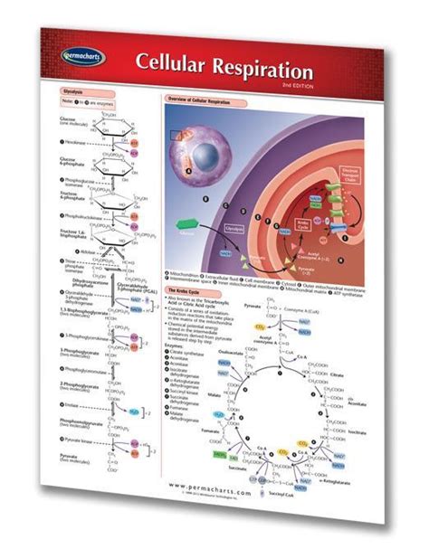 Cellular Respiration Biology Quick Reference Guide Cellular