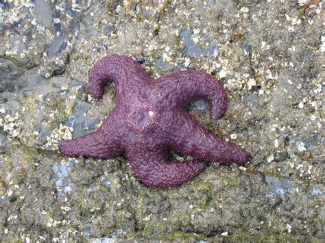 Purple Starfish Caroline Ingram Flickr