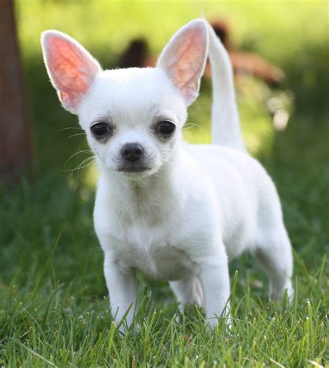 Chihuahua Chihuahua Puppies Chiwawa Puppies Cute Chihuahua