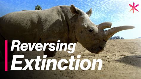 Reversing Extinction For The Northern White Rhino Freethink Youtube