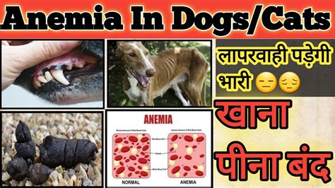 Anemia In Dogs Symptomscausestreatment In Hindi Anemic Dog