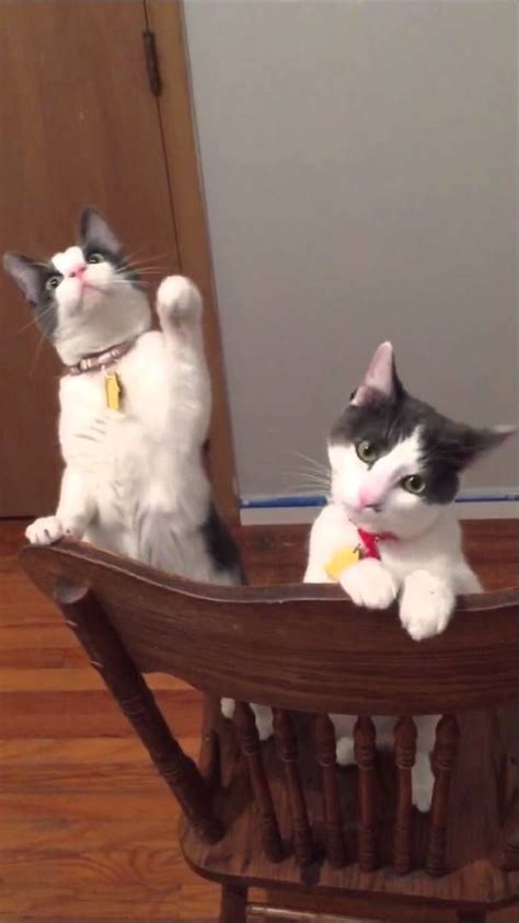 A Pair Of Inquisitive Cats Become Fascinated With The Spinning Blades