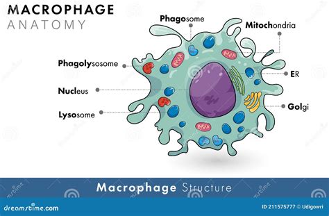 Labelled Diagram Of Human Macrophage Derived From Monocyte Of Immune