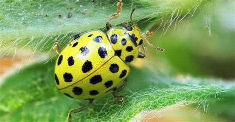 Ladybug Insect Facts A Z Animals