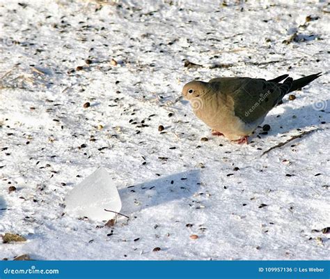 Mourning Dove In The Snow Stock Photo Image Of Female 109957136