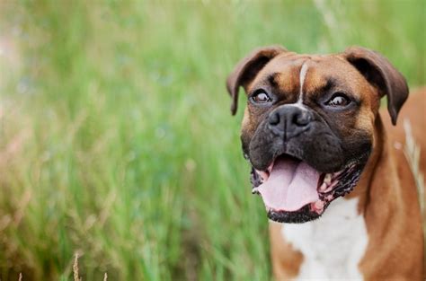 Find boxer breeders near you using our searchable directory. Boxer Puppies For Sale In Greensboro Nc | Top Dog Information