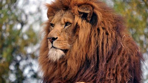Majestic lion gazing wallpaper - Animal wallpapers - #49288