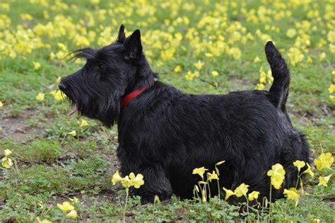 Scottish Terrier Dog Breed Information And Facts Pictures Pets Feed