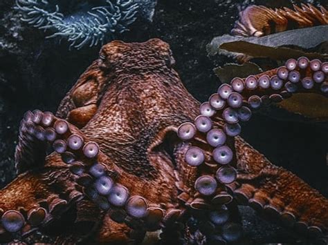 What Do Octopuses Eat Cool Kid Facts