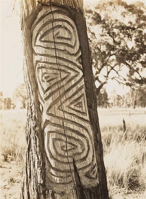 Carved Tree Near Narromine Nsw C 1925 1944 Further Details In The