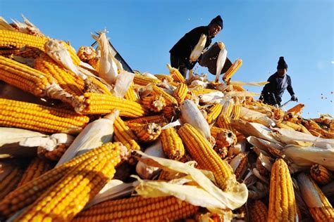 Chinas Corn Supply Concerns Grow After Three Typhoons Flatten Crops In