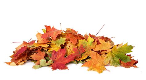 Pile Of Autumn Colored Leaves Isolated On White Backgrounda Heap Of