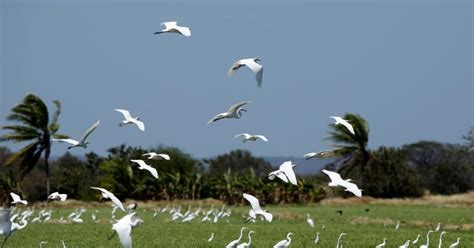 Dan dari air kami jadikan segala. Aktivitas Kehidupan Hewan Mirip Manusia Dijelaskan Alquran ...