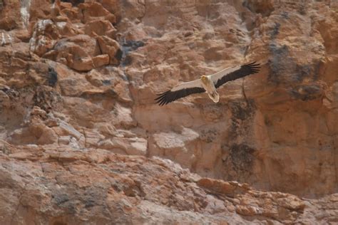 Monitoring Rüppells Vulture Breeding Populations In Niger Latest