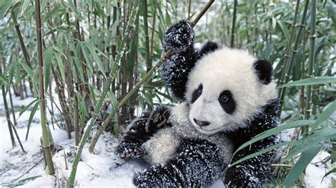 Free Download Panda Cubs In Snow Wallpaper 1920x1267 For Your Desktop