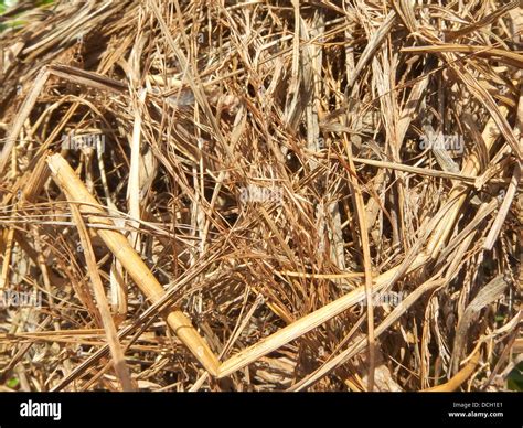 Dry Straw Close Up Shot Background Or Texture Stock Photo Alamy