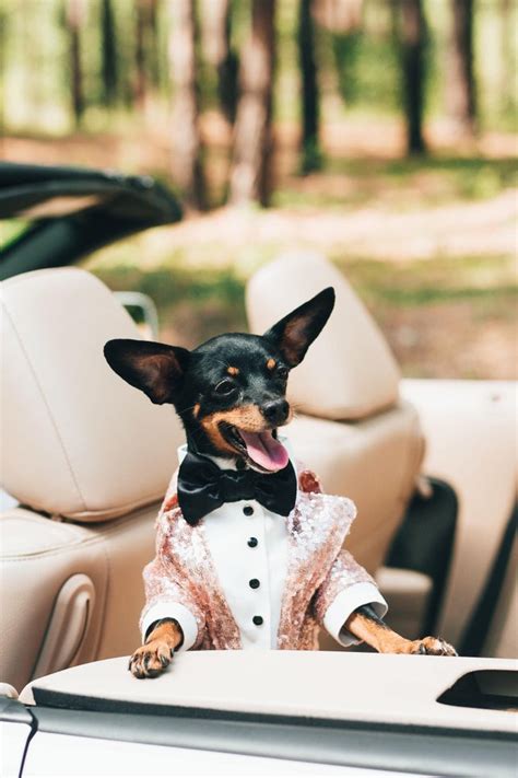 The Best Dog Wedding Attire And Accessories On Etsy Junebug Weddings