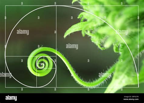 Illustration Of Spiral Arrangement In Nature Golden Ratio Concept