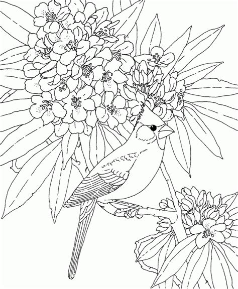 State Bird And Flower Coloring Page Mississippi Printables Tattoo