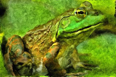 Froggy Photograph By Geraldine Scull