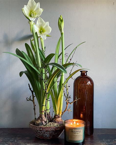 How To Make Amaryllis Bulbs Flower Again Jps Life And Loves