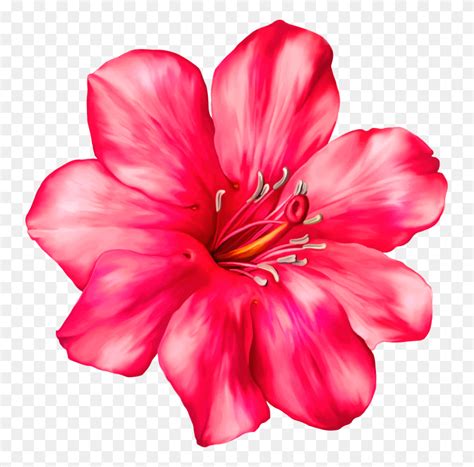 Pink Gerbera Flower Png Clip Art Pink Flowers Png Flyclipart