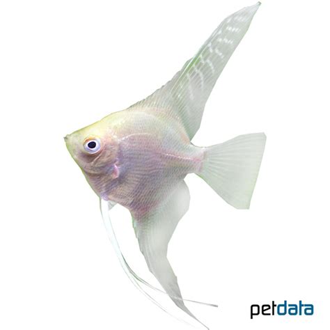Gold Veil Angelfish Pterophyllum Scalare Var Pet Wiki