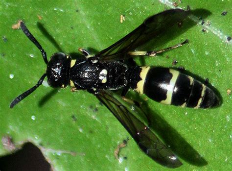 Giant Black And Yellow Wasp