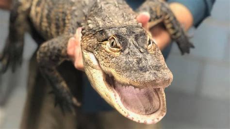 Chicago Police Are Investigating Claims Of A Second Alligator Caught In