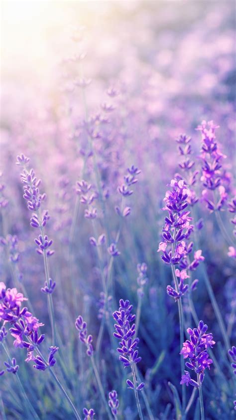 Lavender Purple Flowers Wallpaper Flowers Photography Beautiful