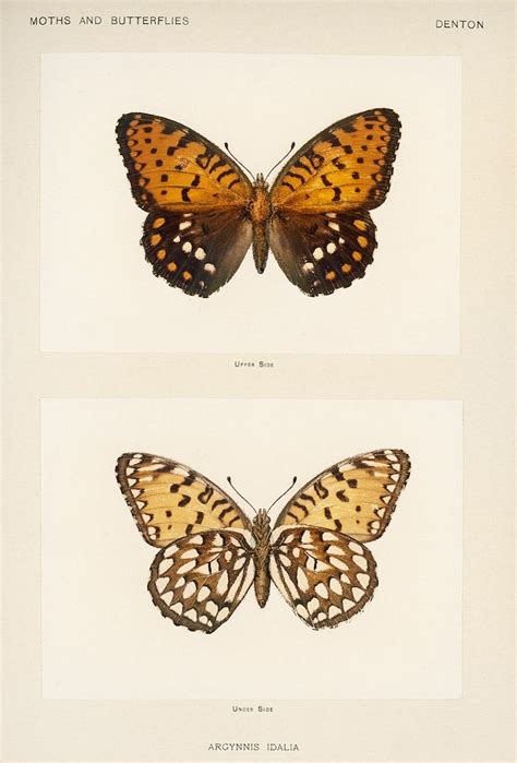 Regal Fritillary Argynnis Idalia From Moths And Butterflies Of The U